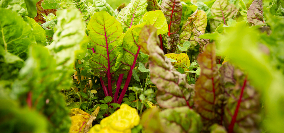 banner3-friends-of-the-garden