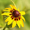 rudbeckia-flower_100px