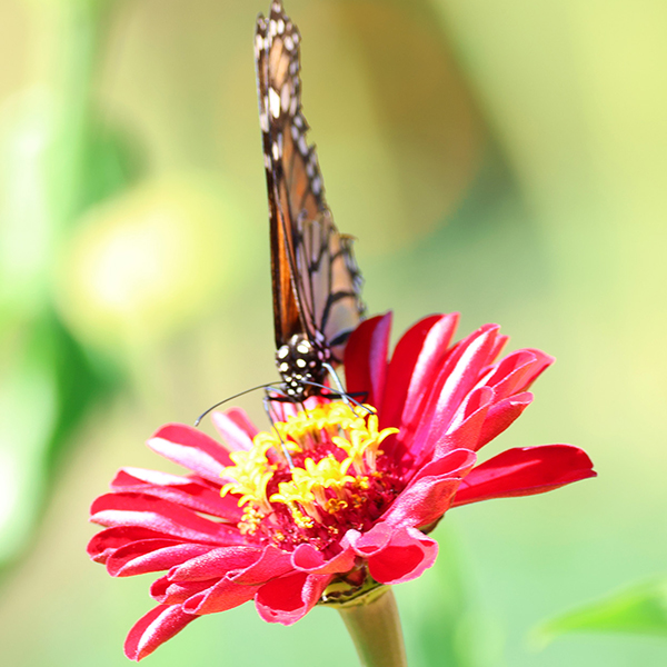 Flowers-Everywhere-flower-with-butterfly-600px