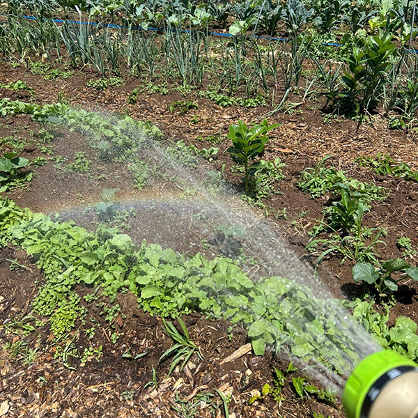 Watering-600px