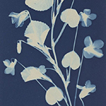 cyanotype-printing-for-website-150px
